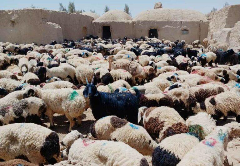 از قاچاق هزاران رأس مواشی در نیمروز جلوگيری شد