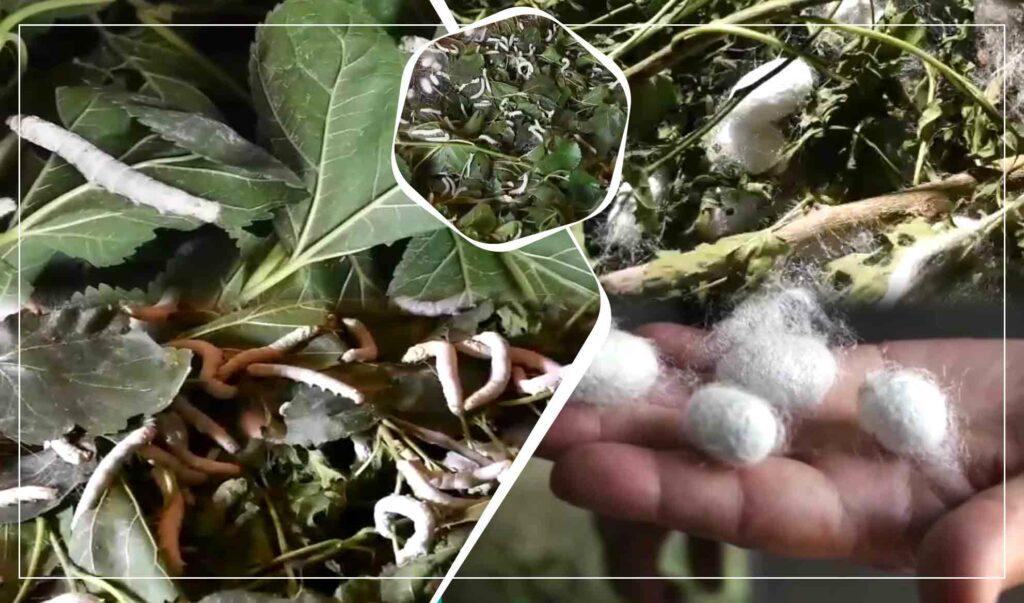 Jawzjan silkworm growers seek government support