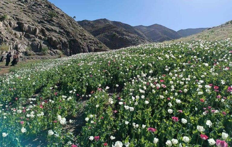 Poppy destroyed on another 47 acres in Farah