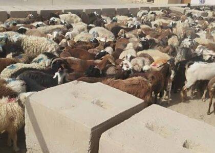Bid to smuggle hundreds of cattle to Iran thwarted