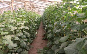 گلخانه‌داران هرات: یک کیلو بادرنگ را پنج افغانی می‌فروشیم و با این قیمت نمی‌توانیم مصارف خود را بدست آوریم