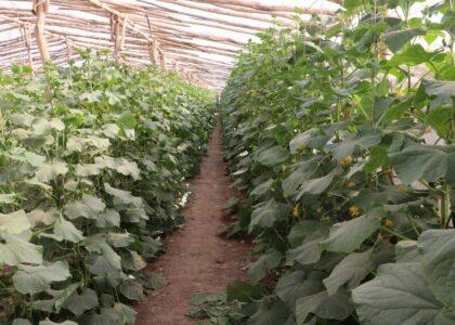 Herat greenhouse farmers complain low cucumber rate