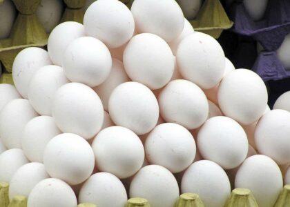 ریاست زراعت هرات: در تولید تخم مرغ به خودکفایی رسیده‌ایم