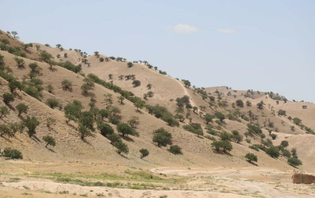 Hundreds hired to guard pistachio forests in Badghis