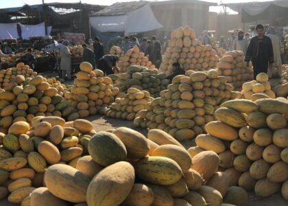 دهاقین در بلخ خواستار کمک در زمینۀ بازاریابی برای محصولات خربوزۀ شان هستند