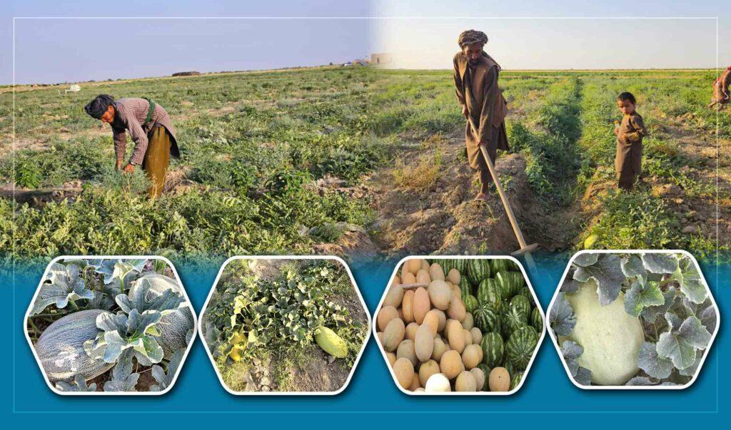 ‘Jawzjan produces over 116,000 tonnes melon this season’
