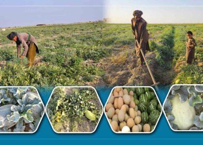 ریاست زراعت جوزجان: امسال بیش از ۱۱۶ هزار تُن خربوزه برداشت شده‌است
