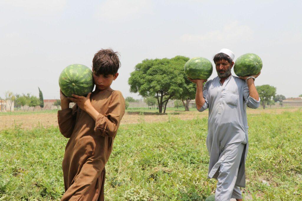 خوست کې سږ کال پر ۱۳۰ هکتاره ځمکه هندواڼې کرل شوي دي