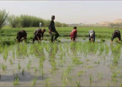 Rice cultivated on 3,000 hectares in Balkh this year