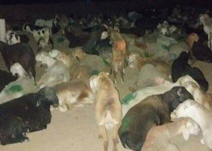 Dozens of sheep prevented from being smuggled to Iran