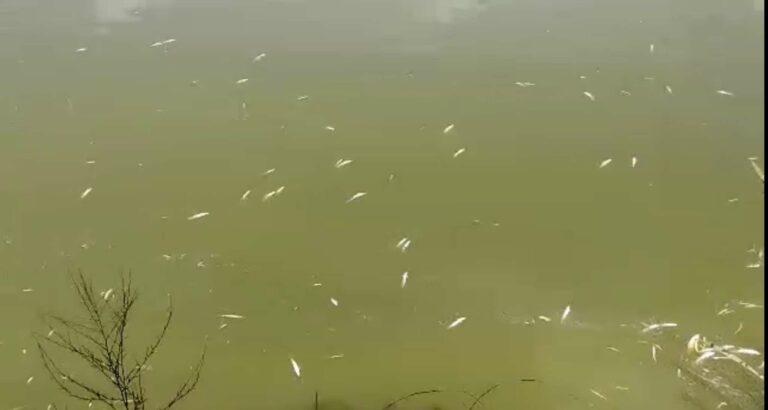 350 tonnes of fish produced in Kunduz this year