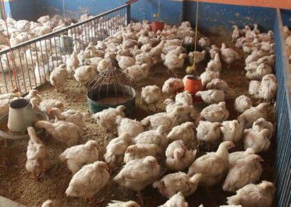تولیدات گوشت مرغ در کندز بیش از ۵۸ درصد افزایش یافته‌است