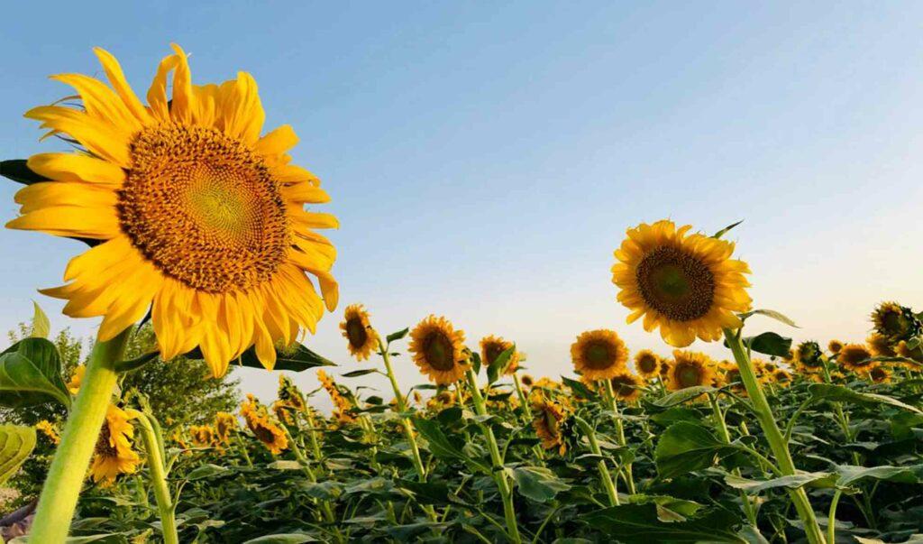 ۵۰۰ هکتار زمین در بلخ گل آفتاب‌گردان کشت شده‌است