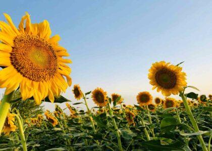 ۵۰۰ هکتار زمین در بلخ گل آفتاب‌گردان کشت شده‌است