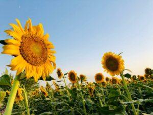 Sunflower planted on 500 hectares of Balkh land this year
