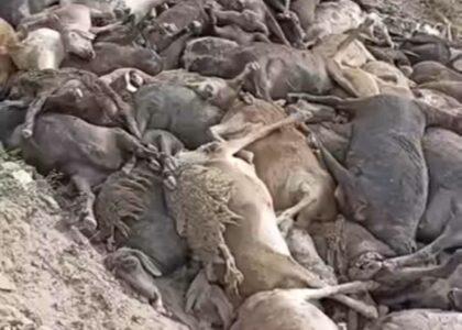 بیش از ۱۵۰۰ رأس گوسفند ترکی در اثر سقوط از کوه در بدخشان تلف شده‌اند
