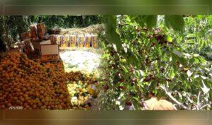 Parwan: Apricot, cherry yield go up significantly