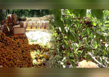حاصلات گیلاس و صادرات زردالوی پروان افزایش یافته‌است