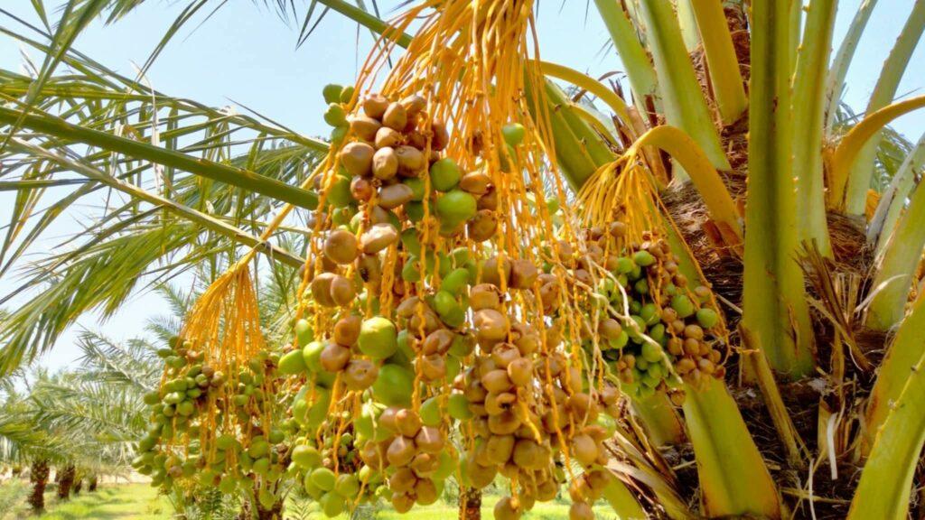 Nangarhar date yield 98 percent destroyed this year