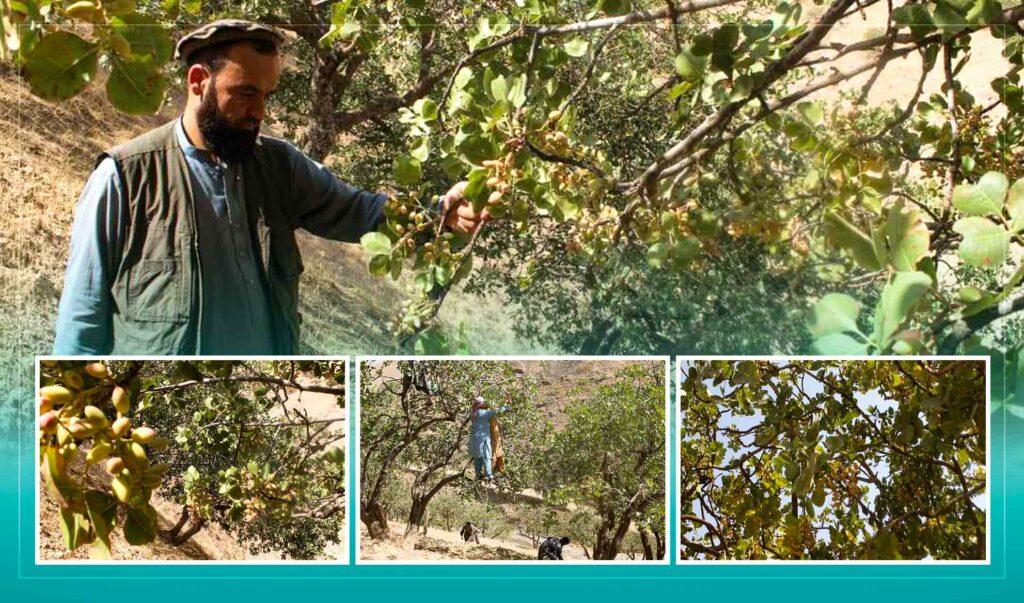 Badakhshan residents expect satisfactory pistachio yield