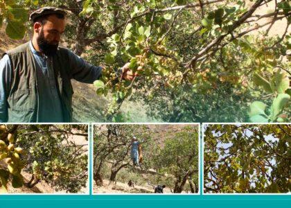 Badakhshan residents expect satisfactory pistachio yield