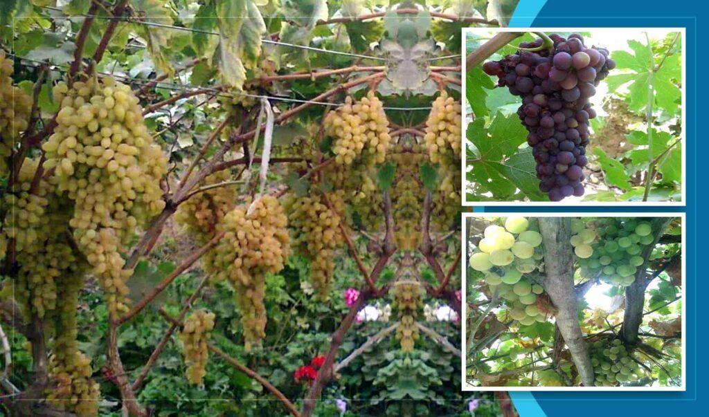 Sar-i-Pul grape yield estimated at 120MT this year