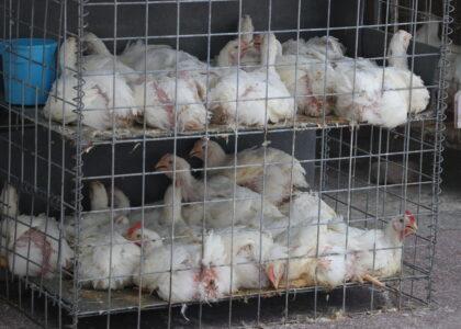 Kabul residents complain of poultry price hike