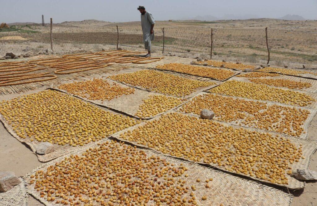 کندهار کې سږ کال د انځرو بازار ښه دی خو حاصلات یې کم شوي