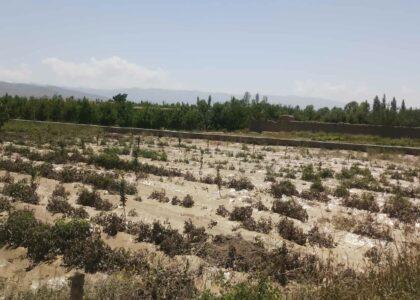 Flash floods destroy crops on large swaths in Paktia
