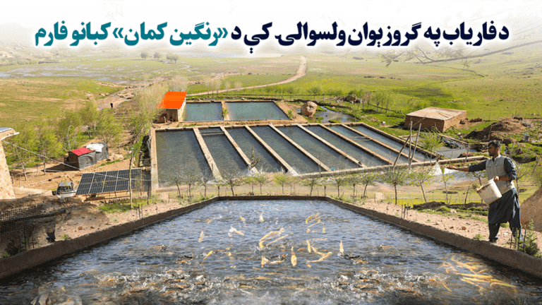 د فاریاب په ګروزېوان ولسوالۍ کې د «رنګین کمان» کبانو فارم
