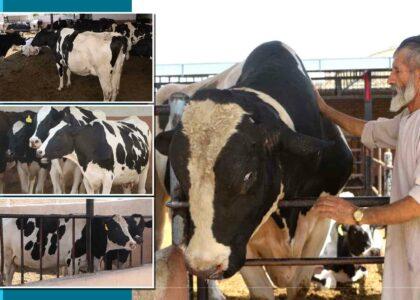 Low prices, powdered milk affect our business: Cattle farm owners