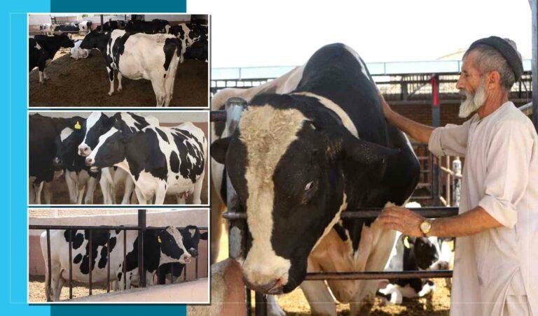 مالکین فارم‌های گاوداری در هرات: موجودیت شیر خشک ارزان کاروبار ما را با چالش مواجه کرده‌است