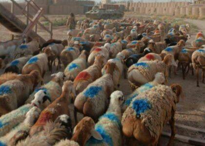 Over 200 sheep prevented from being smuggled to Iran