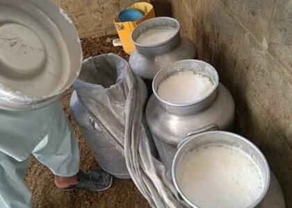 Helmand produces 32 tonnes of milk daily