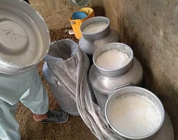 Helmand produces 32 tonnes of milk daily