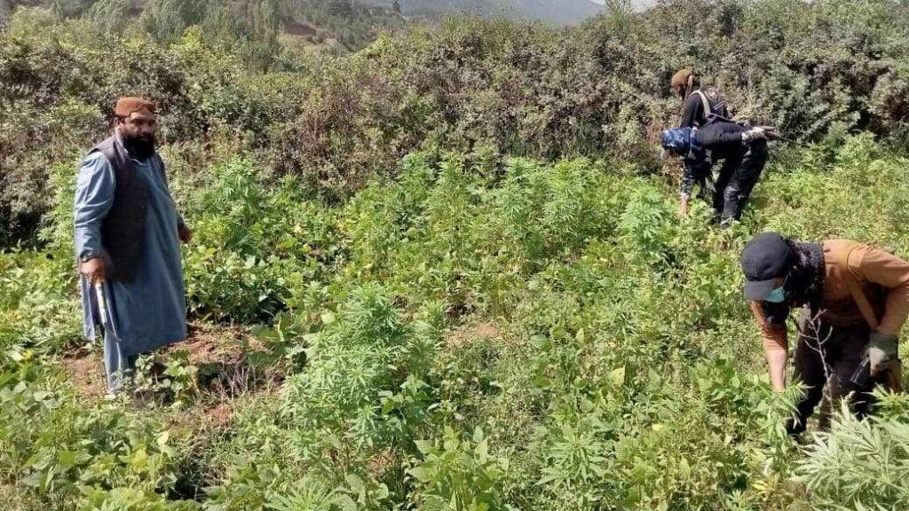 Cannabis eradicated on large swaths in Paktia