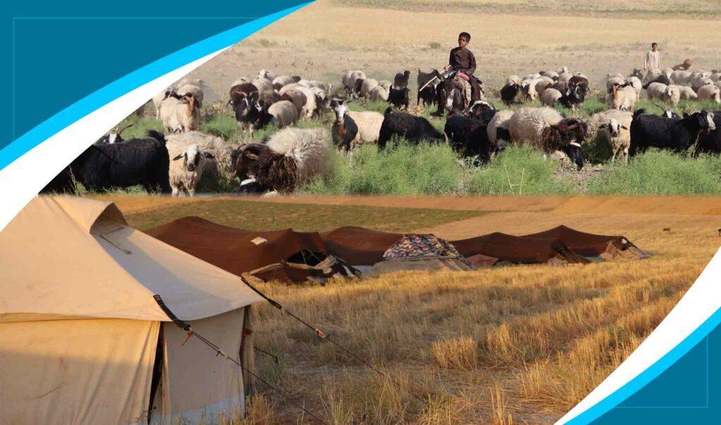 Herat nomads demand govt support, veterinary services
