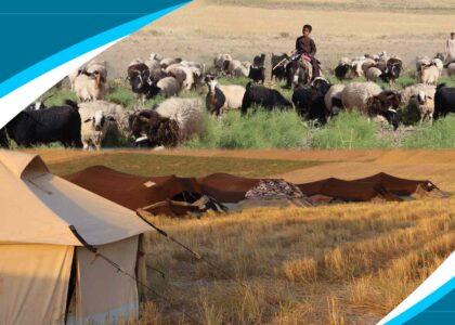 Herat nomads demand govt support, veterinary services