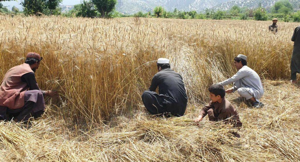 Paktia’s wheat yield surges to 60,000MT this year