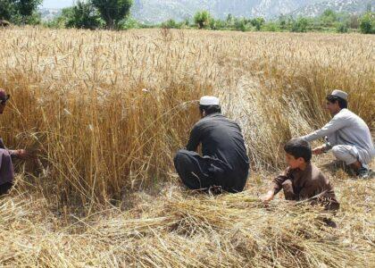 Paktia’s wheat yield surges to 60,000MT this year