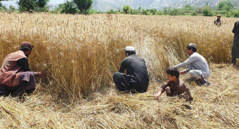 Paktia’s wheat yield surges to 60,000MT this year