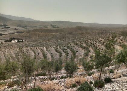 Nangarhar’s artificial berry forest about to bear fruit