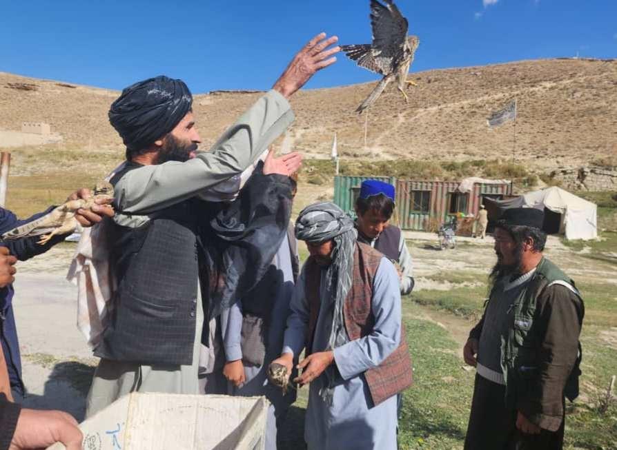 17 hunters detained, dozens of birds released in Bamyan