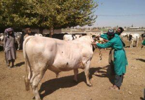 LSD vaccination drive kicks off in Helmand