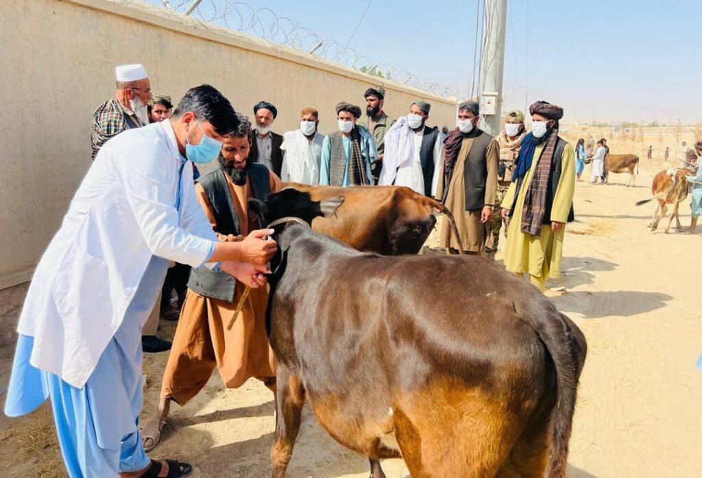 Anti-lumpy skin vaccination drive starts in Kunduz