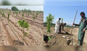 Many Nangarhar farmers switch to horticulture