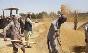 Govt asked to purchase rice instead of wheat in Baghlan