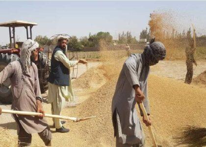 دهاقین در بغلان: حکومت بجای گندم برنج را از نزد ما خریداری کند