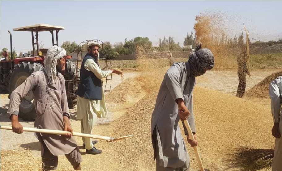 بغلان کې کروندګر: حکومت دې له مونږ څخه د غنمو پر ځای وریجې وپېري