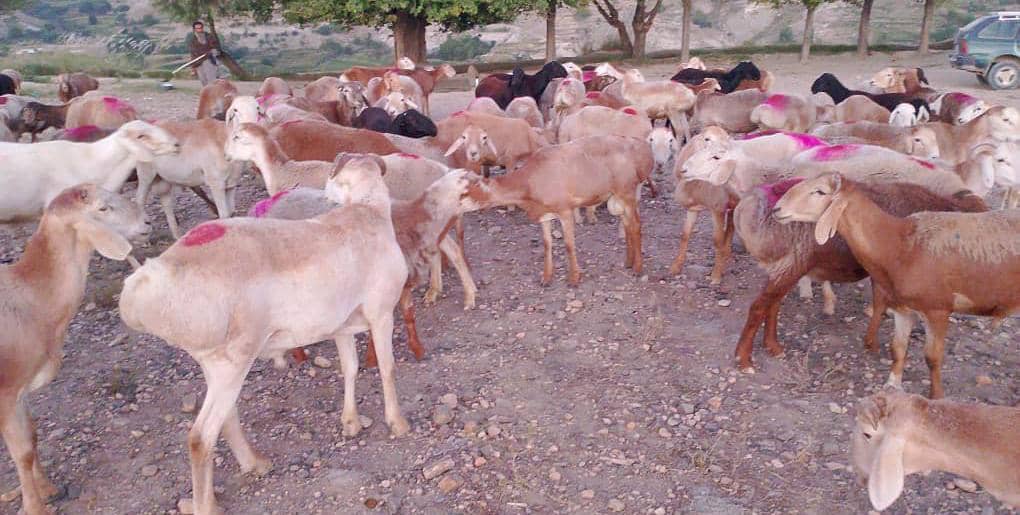 ننګرهار کې پاکستان ته د شاوخوا ۲۰۰ پسونو د قاچاق مخه ونیول شوه